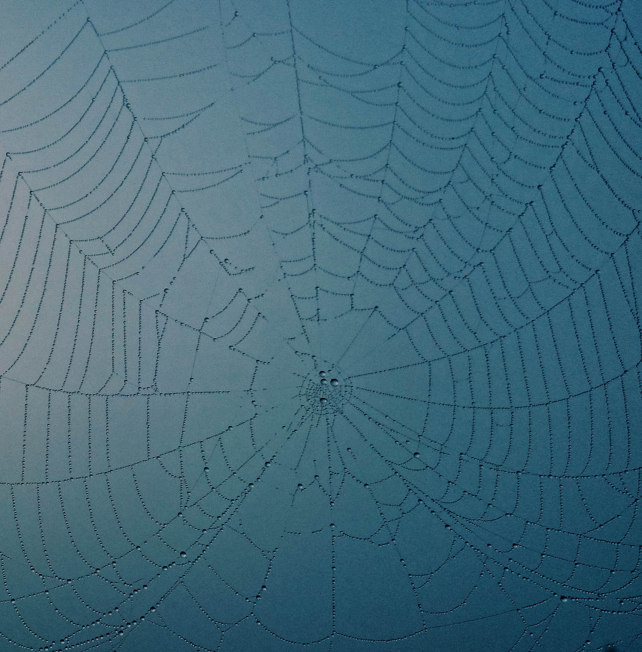 Araknofobi, angst for edderkopper kan fjernes med hypnose. Edderkoppespind i regnvejr.