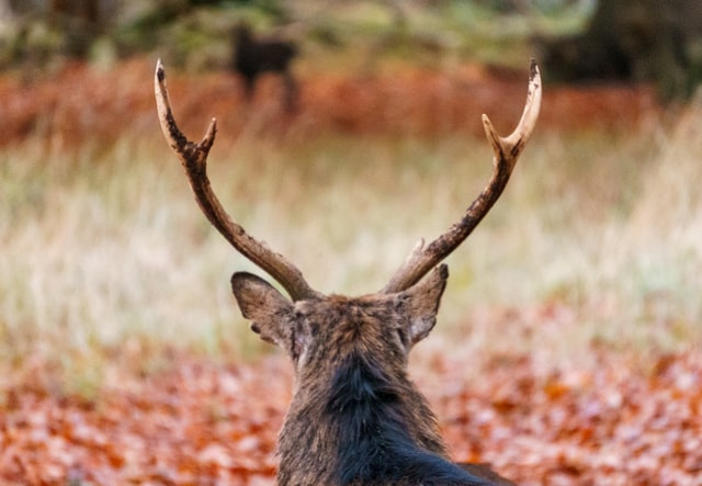 Hypnose og hypnoterapi i Skanderborg. Hypnose mod fobier og angst, stress mfl. Foto fra Dyrehaven i Skanderborg. Photo by Razvan Mirel on Unsplash